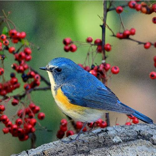 خانومی کن و صبر کن بازم میدونم هر نری رسید مرد شد واست